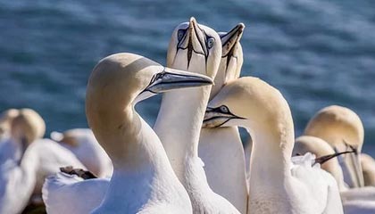 开云体育官方网入口-李娜建议职业选手关注心理建设问题，李娜对抗李娜体现的组织行为学知识点