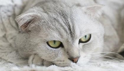 开云体育官方网入口-李娜建议职业选手关注心理建设问题，李娜对抗李娜体现的组织行为学知识点