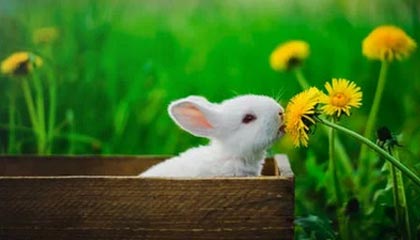 开云体育官方网入口-李娜建议职业选手关注心理建设问题，李娜对抗李娜体现的组织行为学知识点