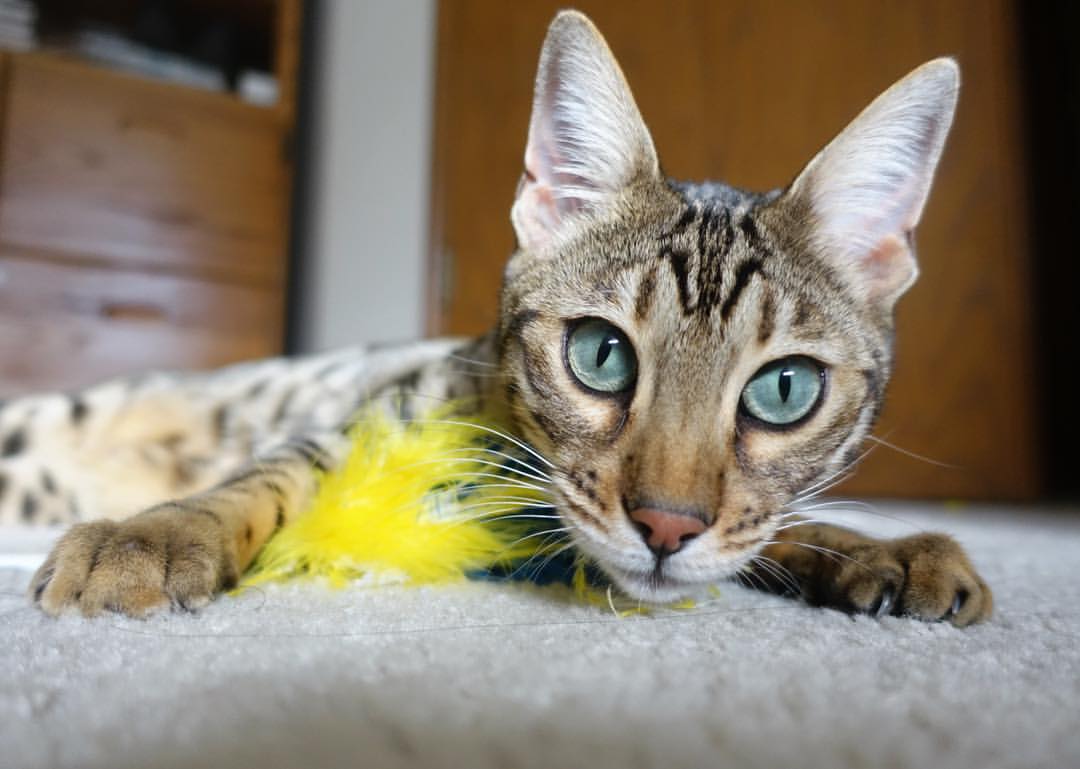 kaiyun体育app-中国男篮签约新体能教练 科学训练备战新赛季，中国男篮国家集训队教练