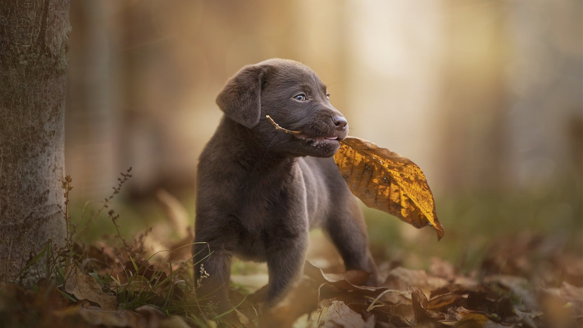 开云·体育全站登录地址-五大联赛客场胜率变化是否反映球员心理成熟度，五大联赛主场胜率最高的球队