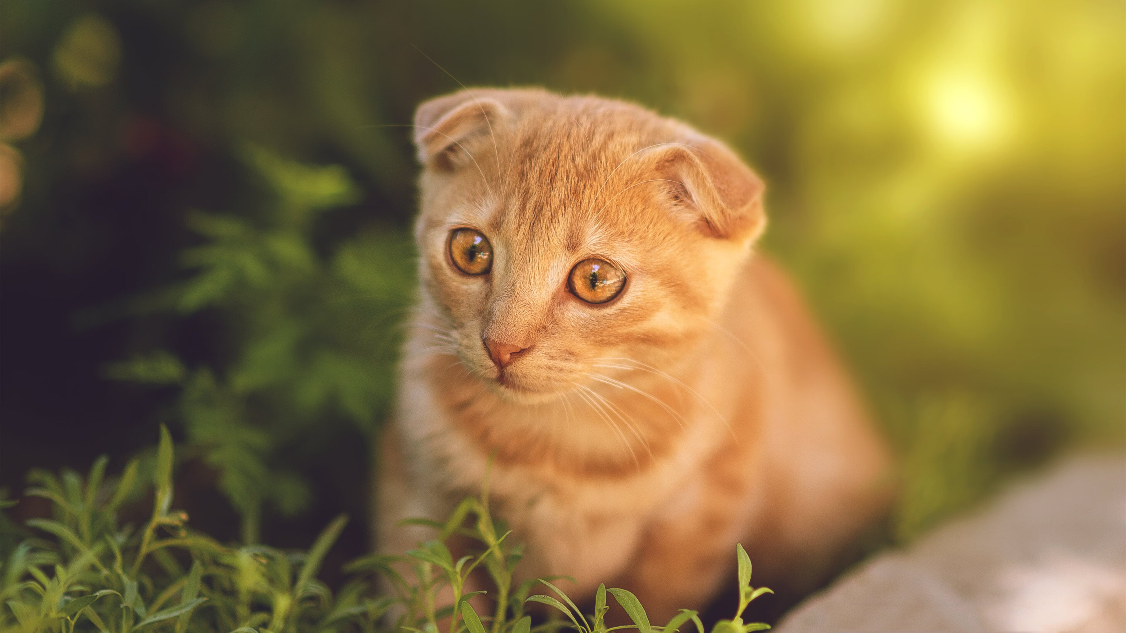 山西龙狮的防守策略赢得教练组高度评价,龙狮球队