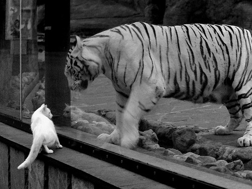 开云体育官方网入口-蝶泳选手划频和节奏配合紧密，蝶泳划手路线有哪几种