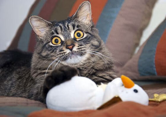 乌拉圭男篮在南美锦标赛中夺冠，篮球竞技激烈精彩