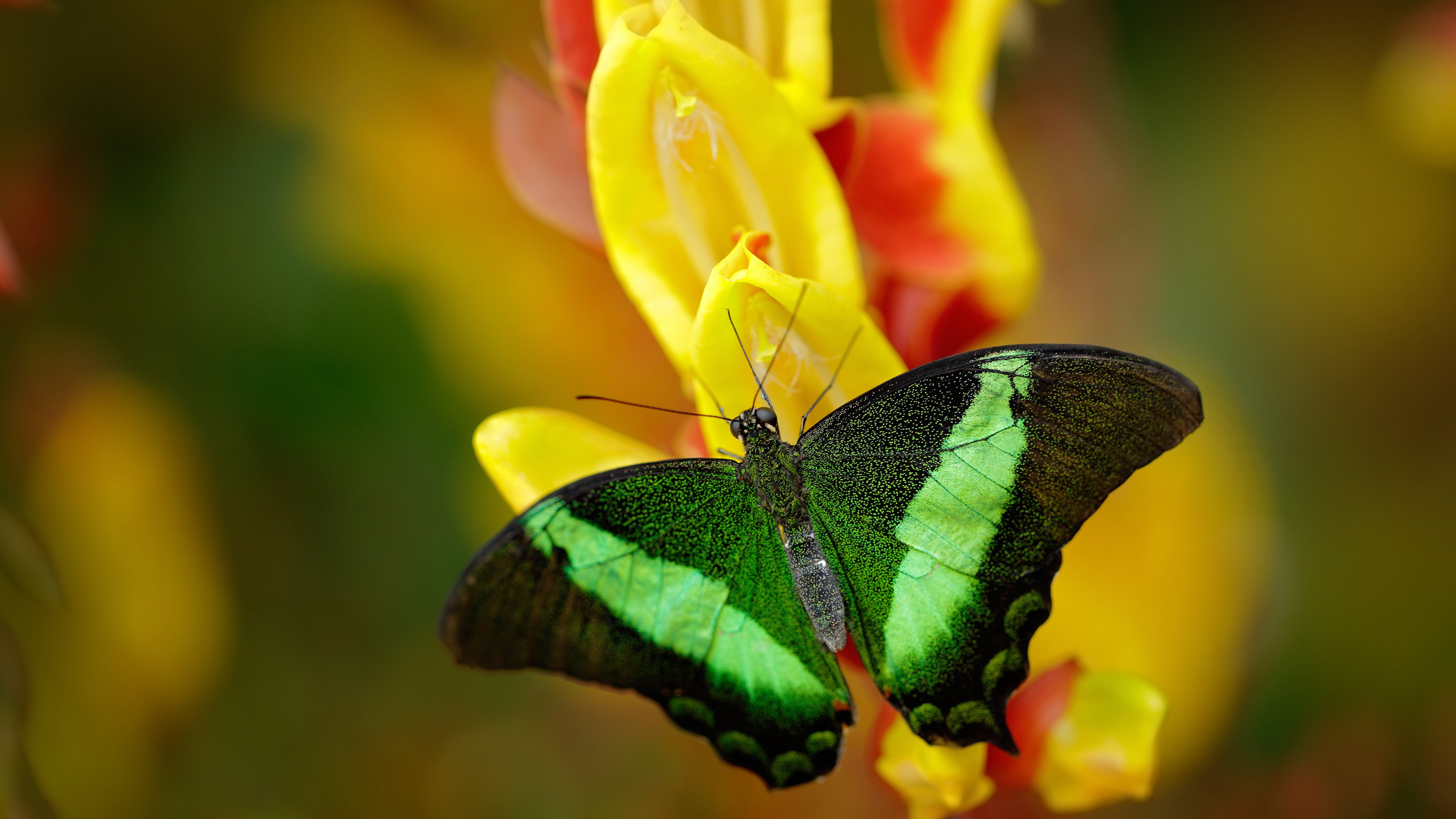 开云网页版-国际排联发布新规则影响重大，国际排联官方网站