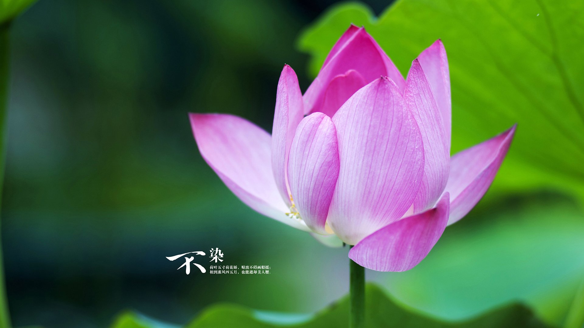 开云·体育全站登录地址-张雨霏蝶泳再创佳绩，2020张雨霏的蝶泳