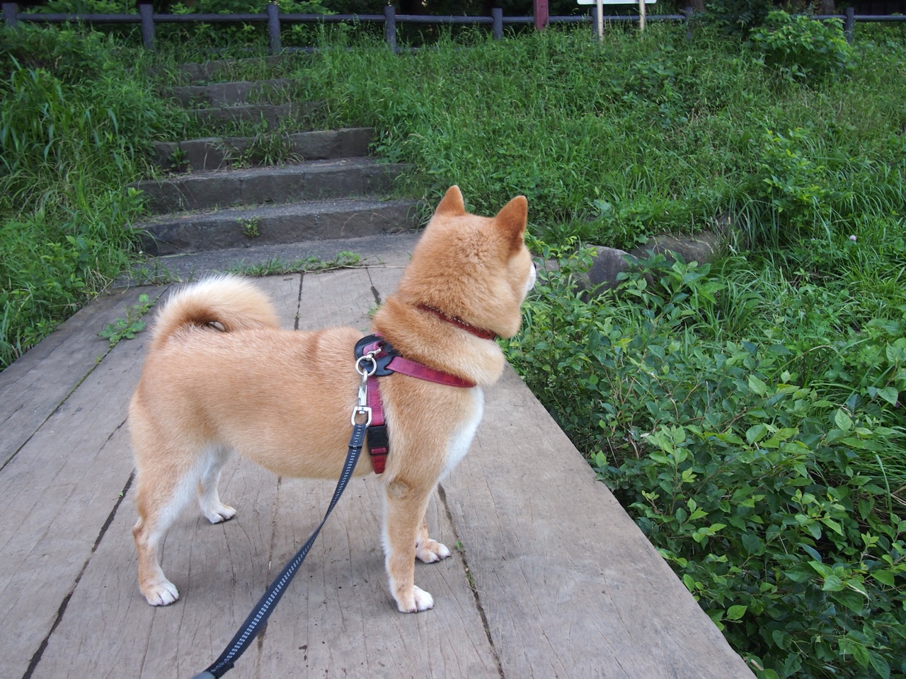 开云官方网页登录-法甲新星崭露：未来领袖光芒四射！，法甲新logo