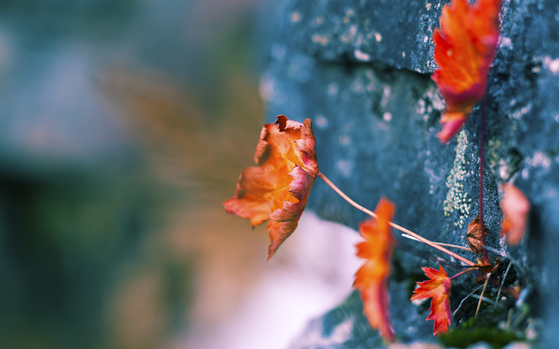 混合泳个人赛奥地利表现全面，混合泳比赛视频