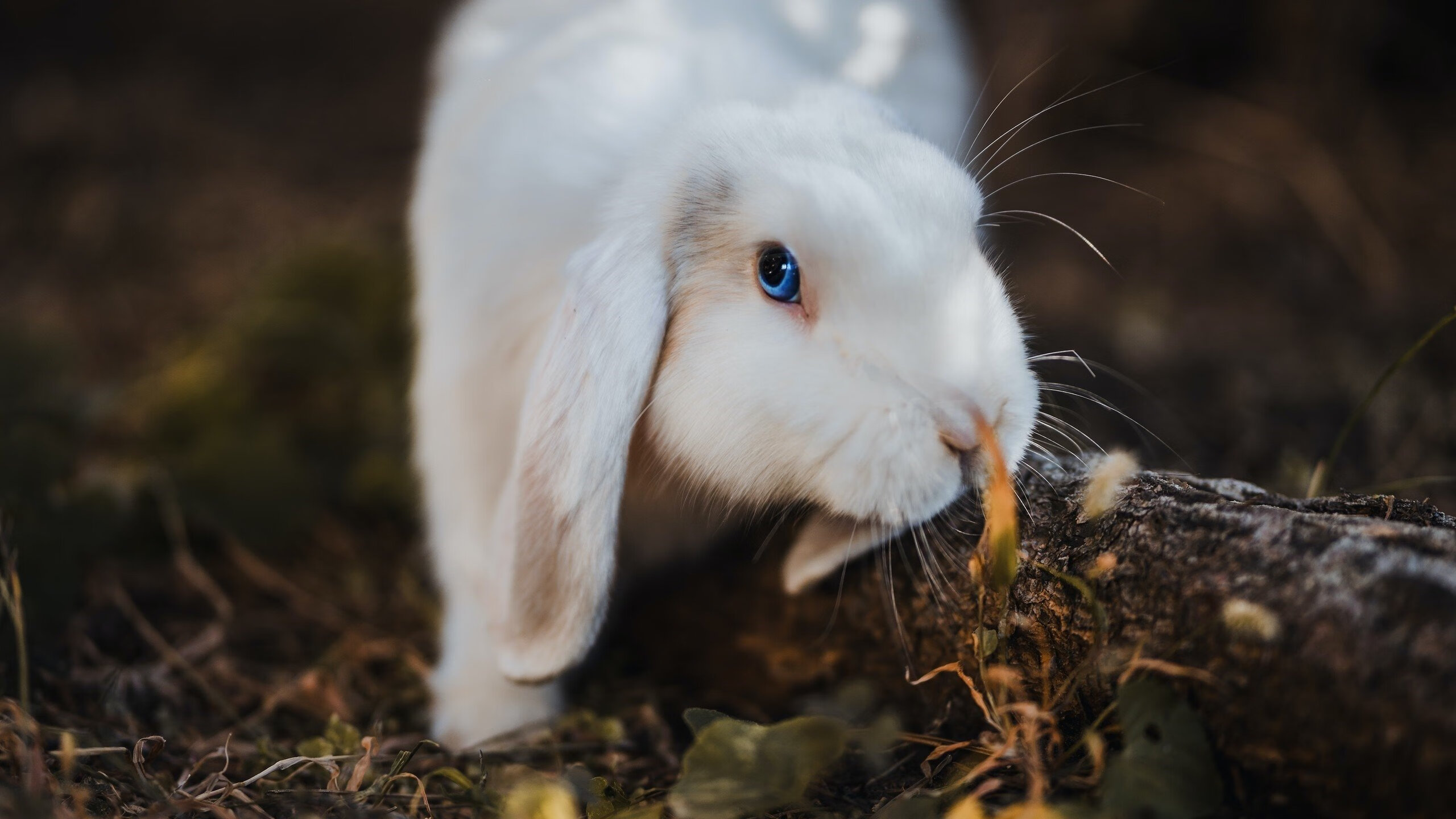 开云网页版-特斯·冯·迪克：以球场意识和技术细腻，成为南非队不可或缺的中场