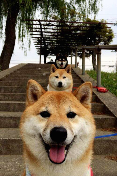 开云官方网页登录-蛙泳比赛比利时女队表现亮眼，蛙泳比赛视频 高清2018