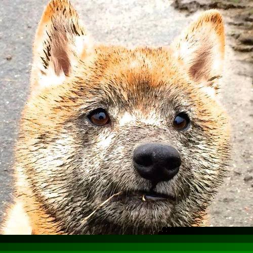 西甲攻势如潮：精彩进球一波接一波！，2021西甲进球